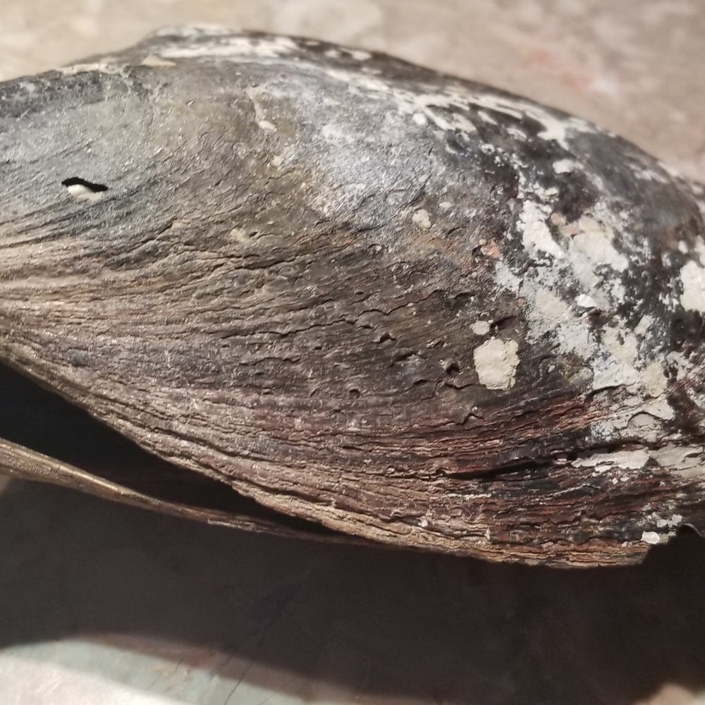 Shell - Picture 6 of 8
